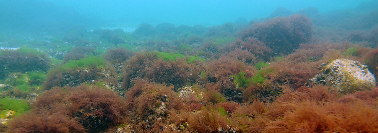 steinfeld hinter der sandbank 1